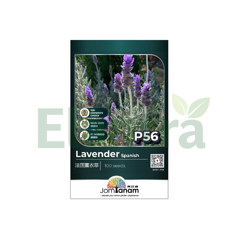 P56 LAVENDER SPANISH